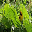 Oriole jaune