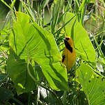 Oriole jaune