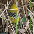 Oriole jaune