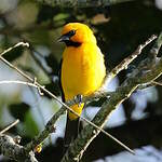 Oriole jaune