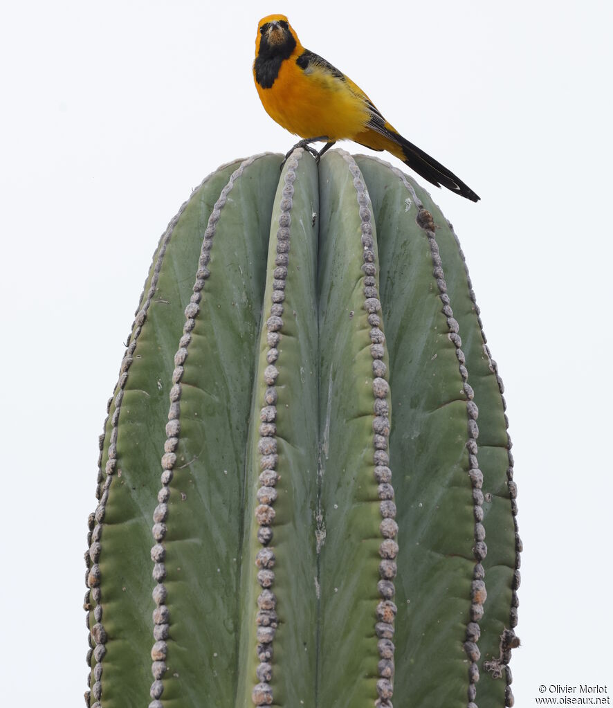 Oriole masqué