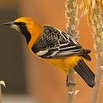 Oriole masqué