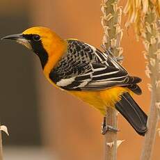 Oriole masqué