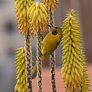 Hooded Oriole