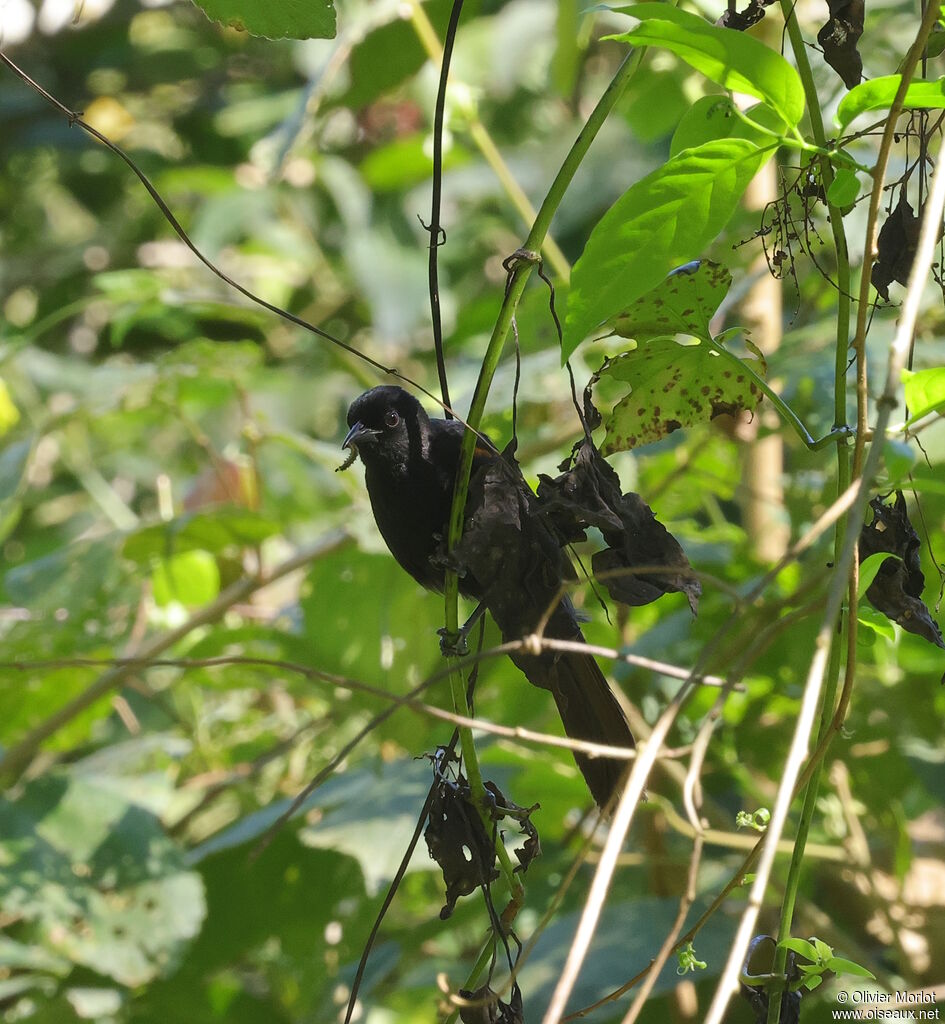 Oriole variable