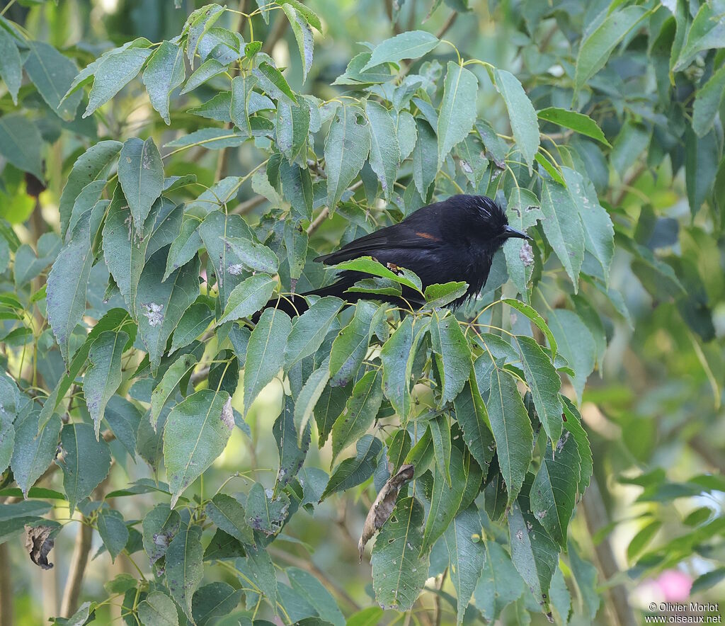 Oriole variable