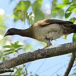 Ortalide à tête grise