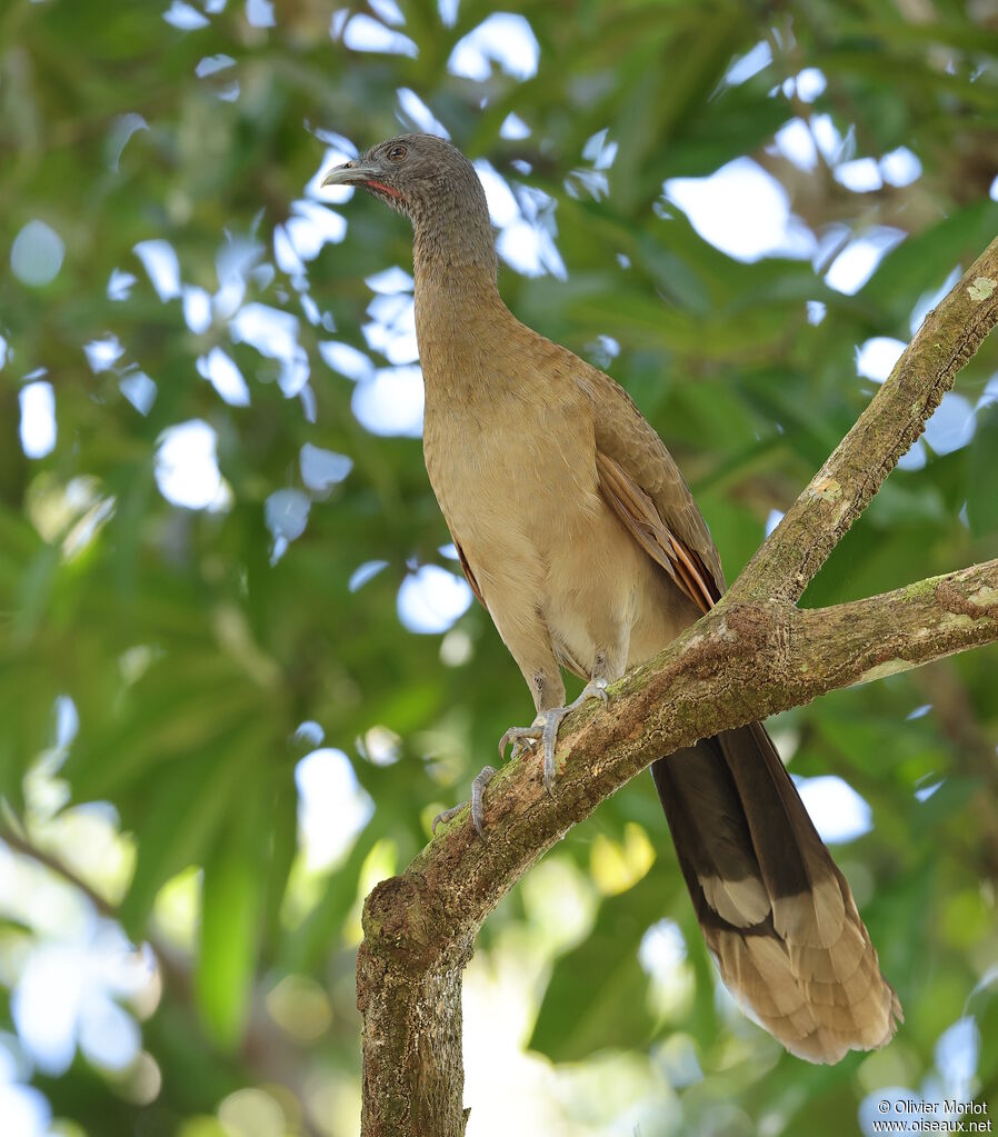 Ortalide à tête grise