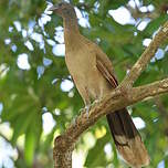 Ortalide à tête grise