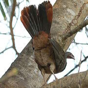 Chaco Chachalaca