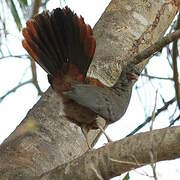 Chaco Chachalaca