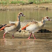 Egyptian Goose