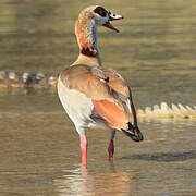Egyptian Goose