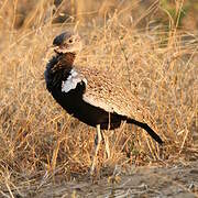 Red-crested Korhaan