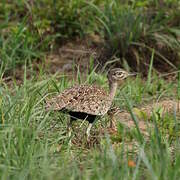 Red-crested Korhaan