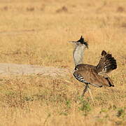 Kori Bustard