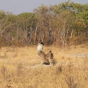 Kori Bustard