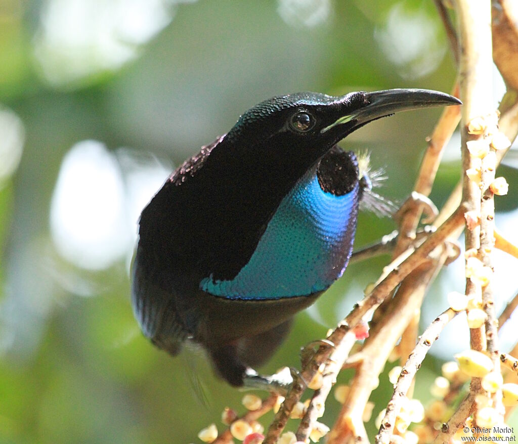 Magnificent Riflebird male