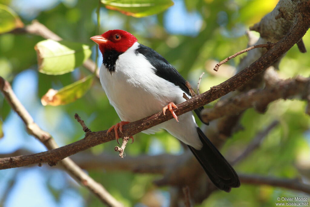 Yellow-billed Cardinal