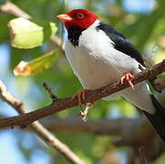 Yellow-billed Cardinal