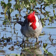Red-crested Cardinal