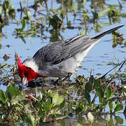 Red-crested Cardinal