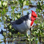 Red-crested Cardinal