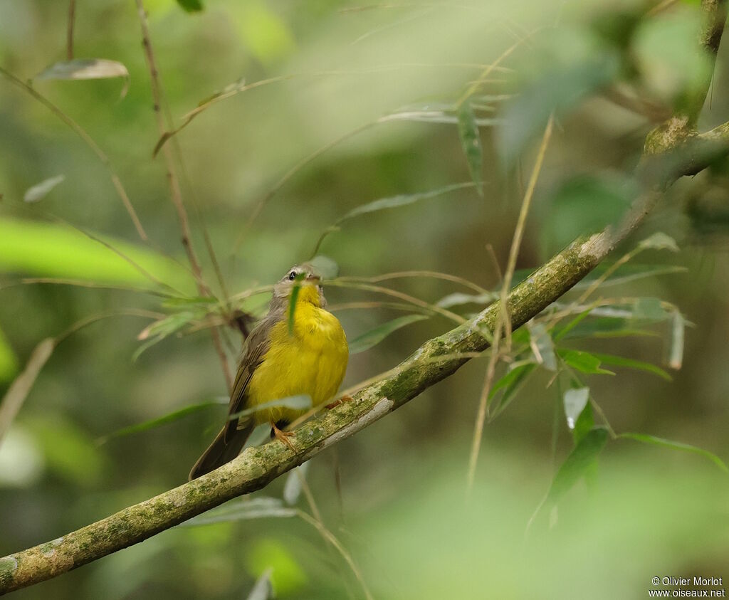 Paruline à couronne dorée