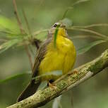 Paruline à couronne dorée