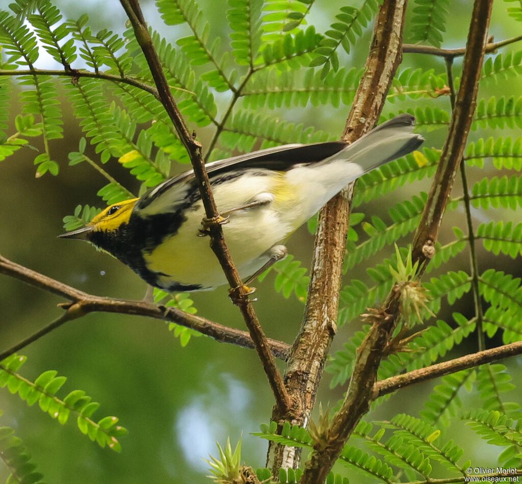 Black-throated Green Warbler