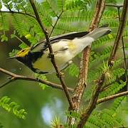 Black-throated Green Warbler