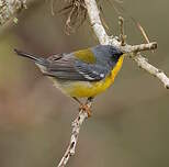 Paruline à joues noires