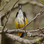 Paruline à joues noires