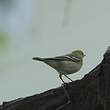 Paruline à poitrine baie