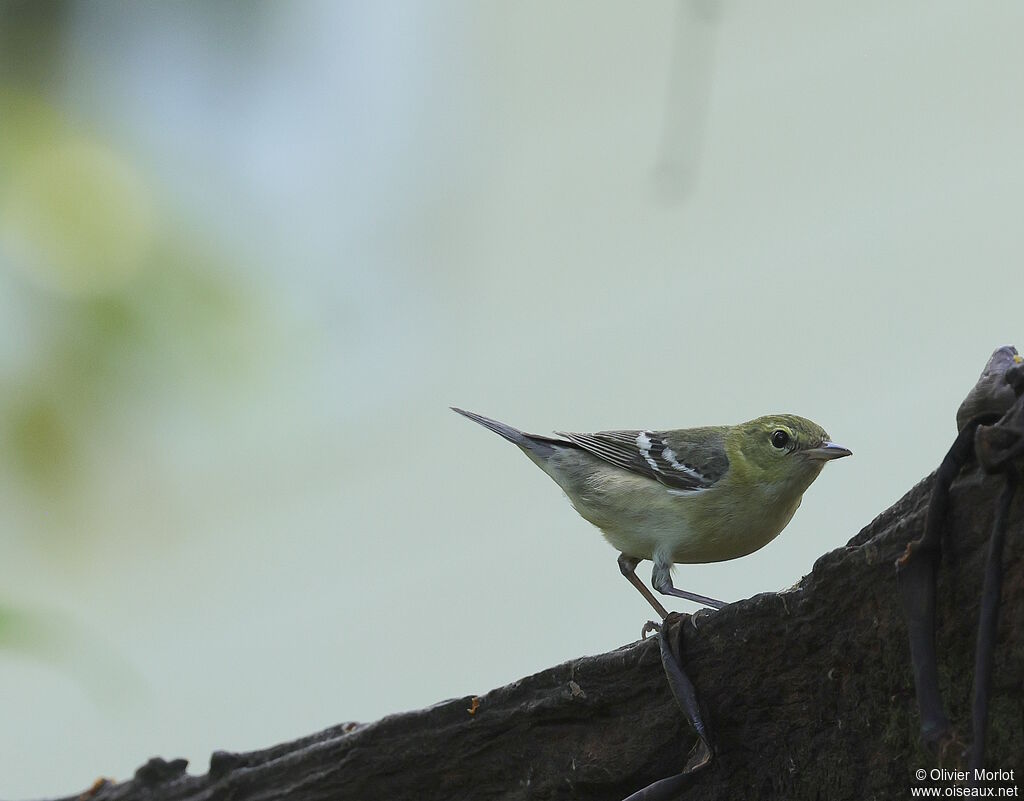 Paruline à poitrine baie femelle immature