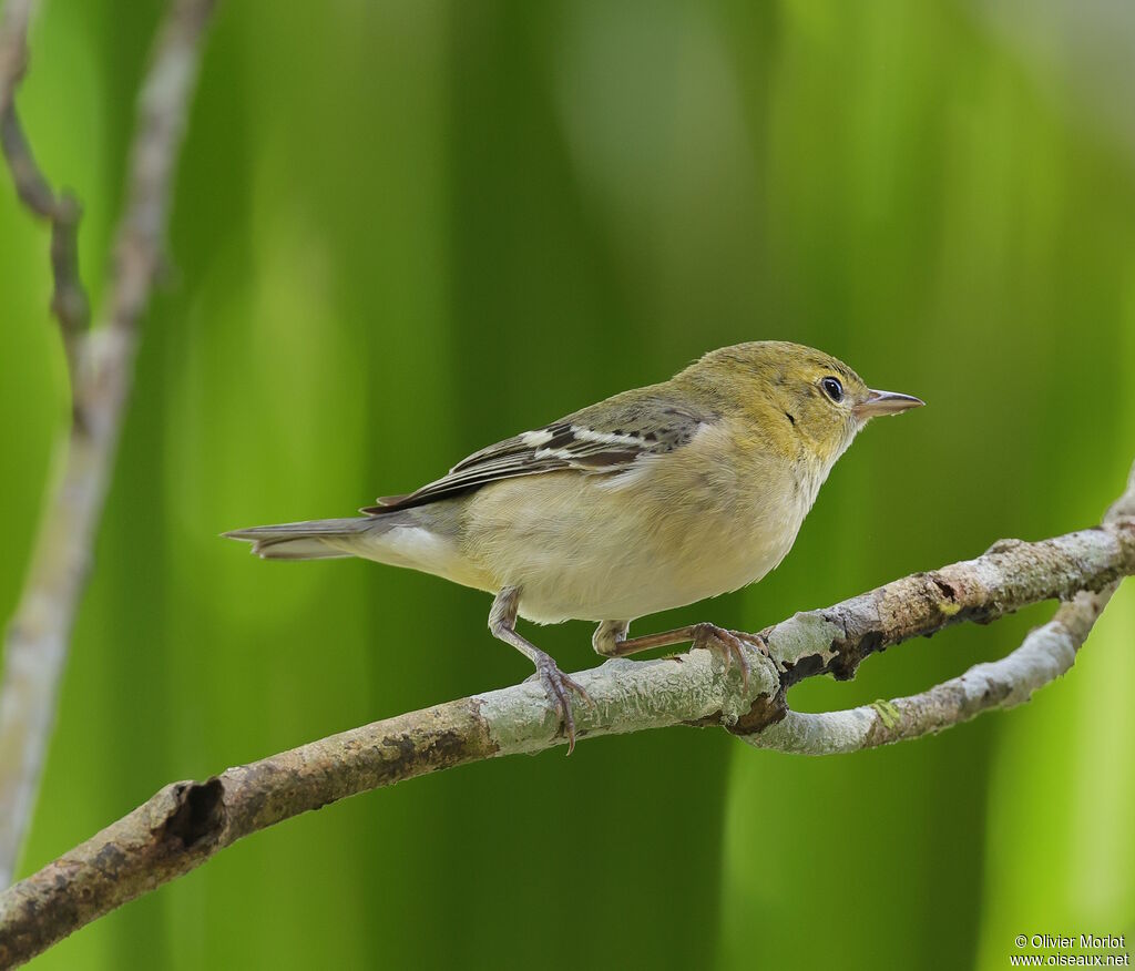 Paruline à poitrine baie femelle immature