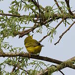 Paruline jaune