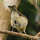 Paruline rayée