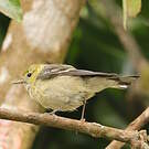 Paruline rayée