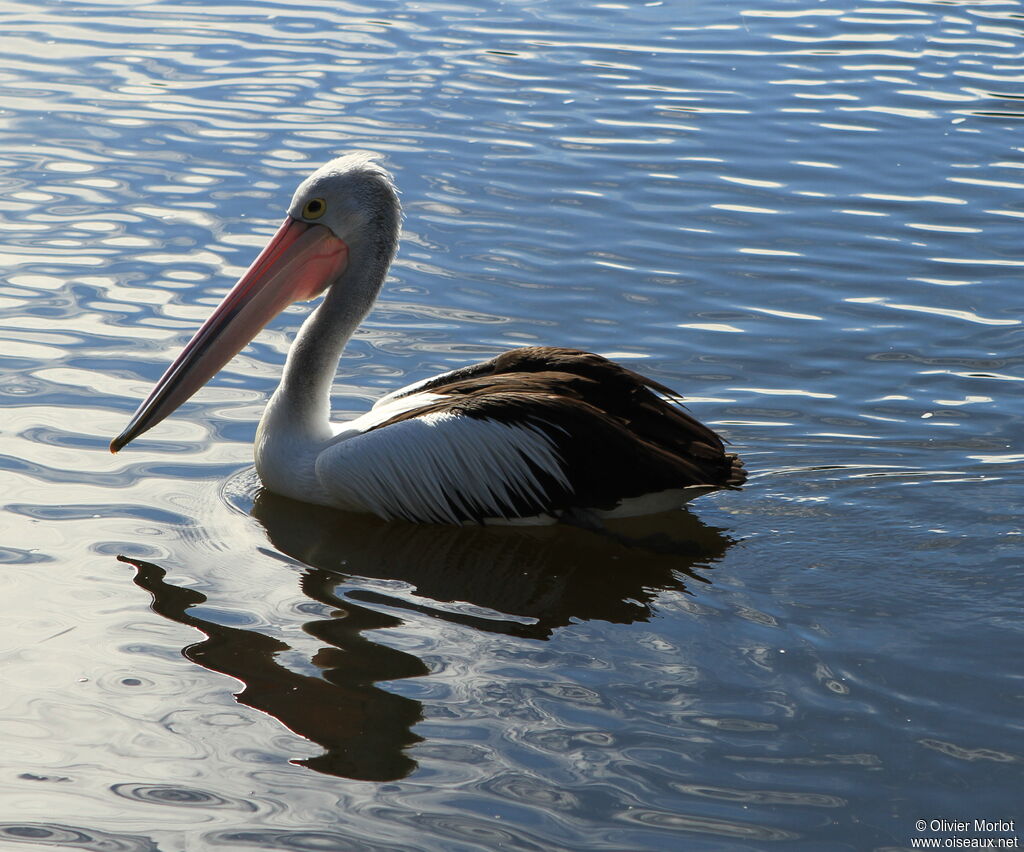 Australian Pelican