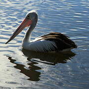 Australian Pelican