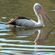 Australian Pelican