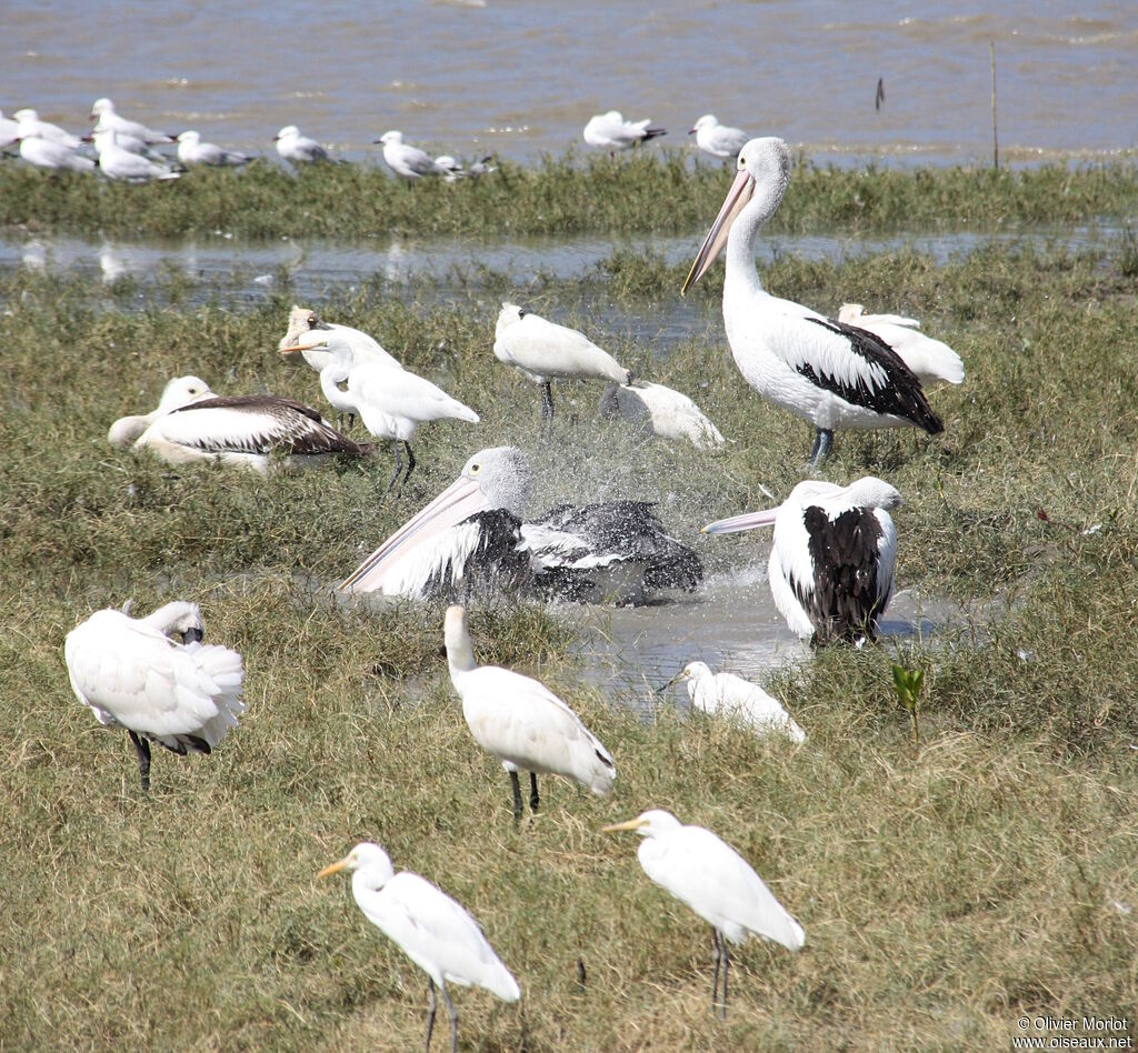 Australian Pelican