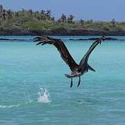 Brown Pelican