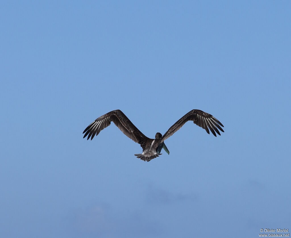 Brown Pelican