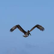 Brown Pelican