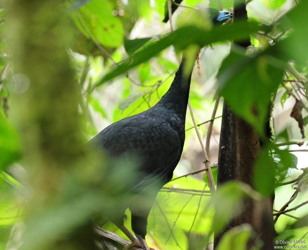 Wattled Guan