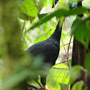 Wattled Guan