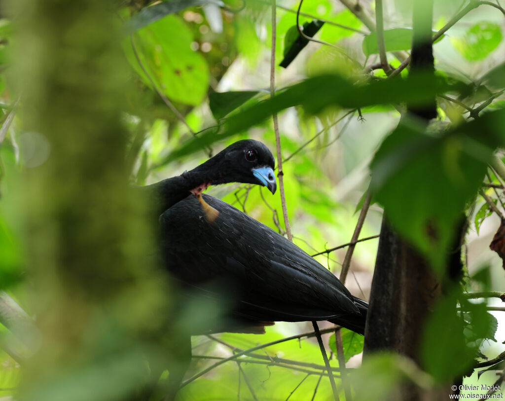 Wattled Guan