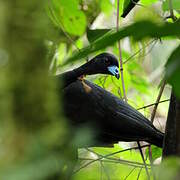 Wattled Guan